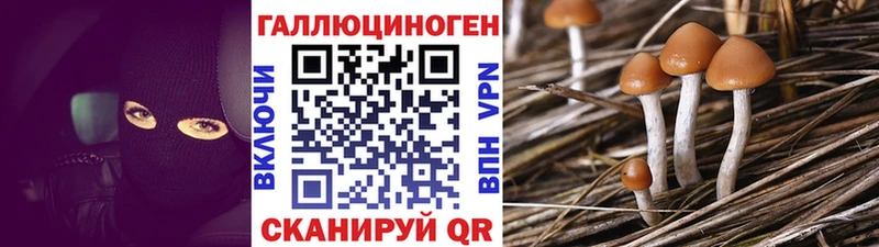 OMG вход  Ачхой-Мартан  Псилоцибиновые грибы Psilocybine cubensis 